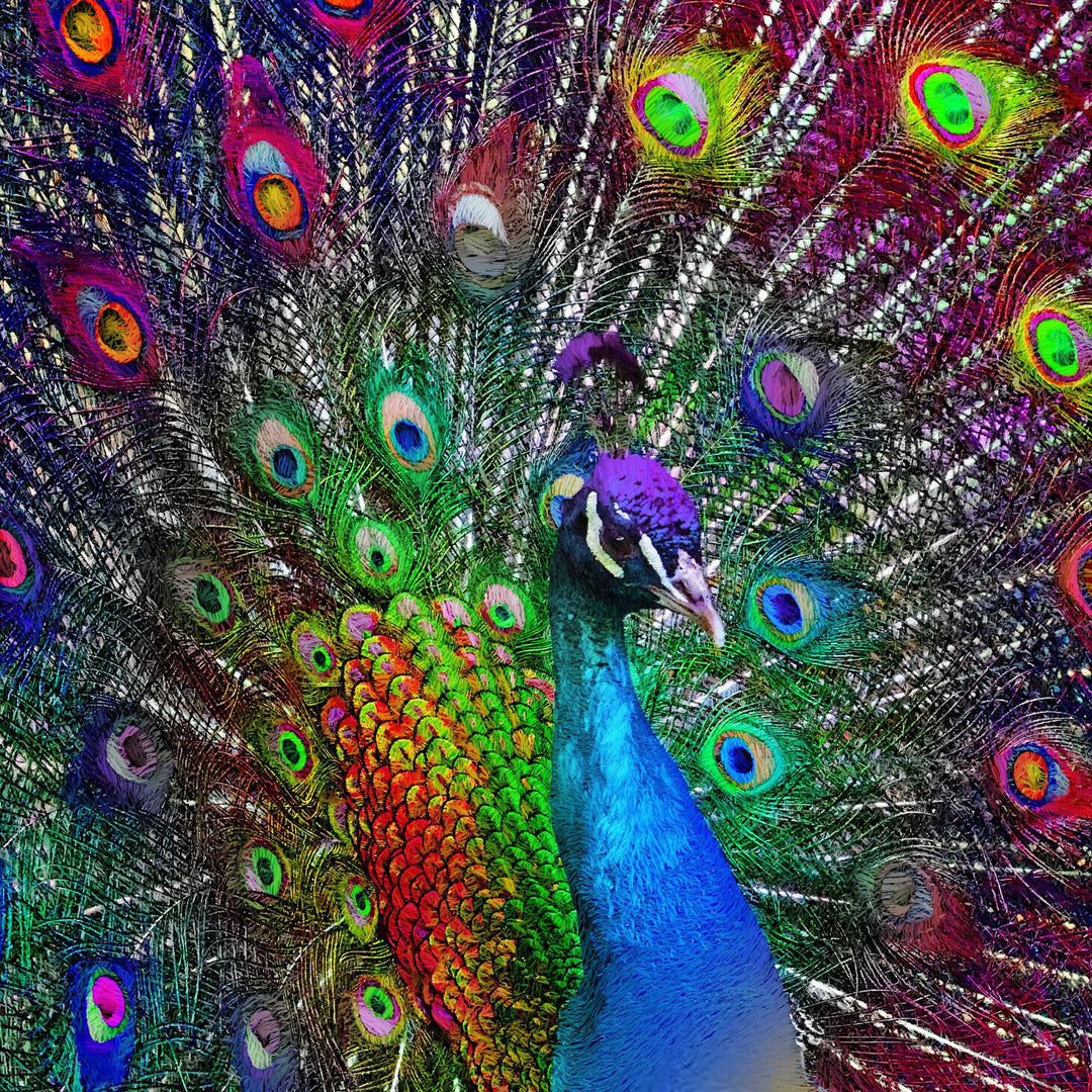 Peacock Showcase | Diamond Painting