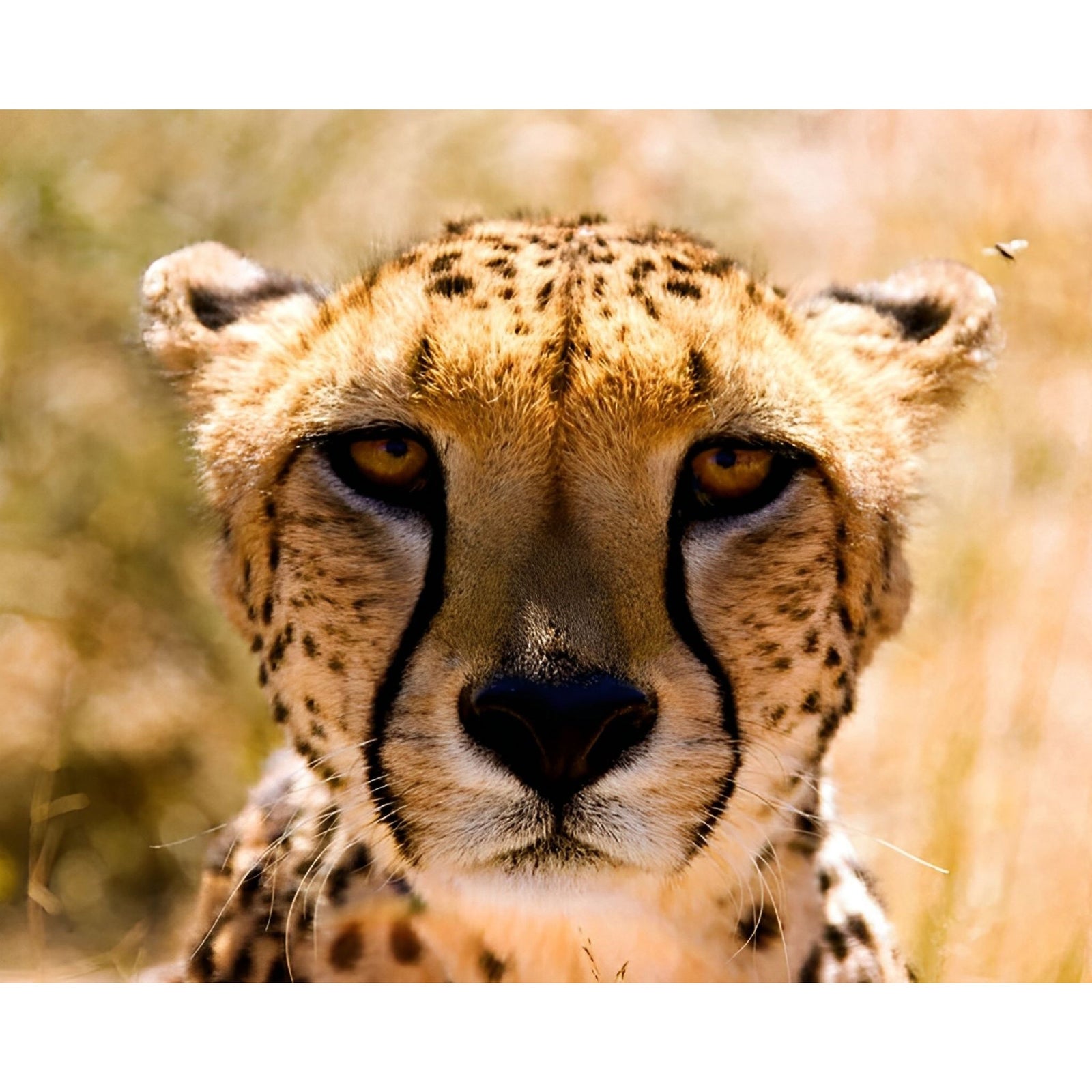 Cheetah Closeup | Diamond Painting Design - Full Drill Diamond Art with 5d Square or Round Diamonds - AB Drills Available