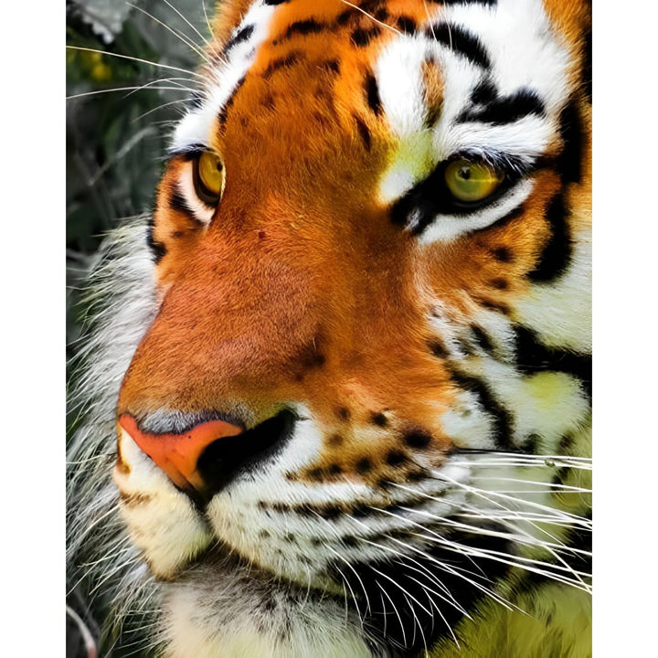 Pensive Tiger | Diamond Painting