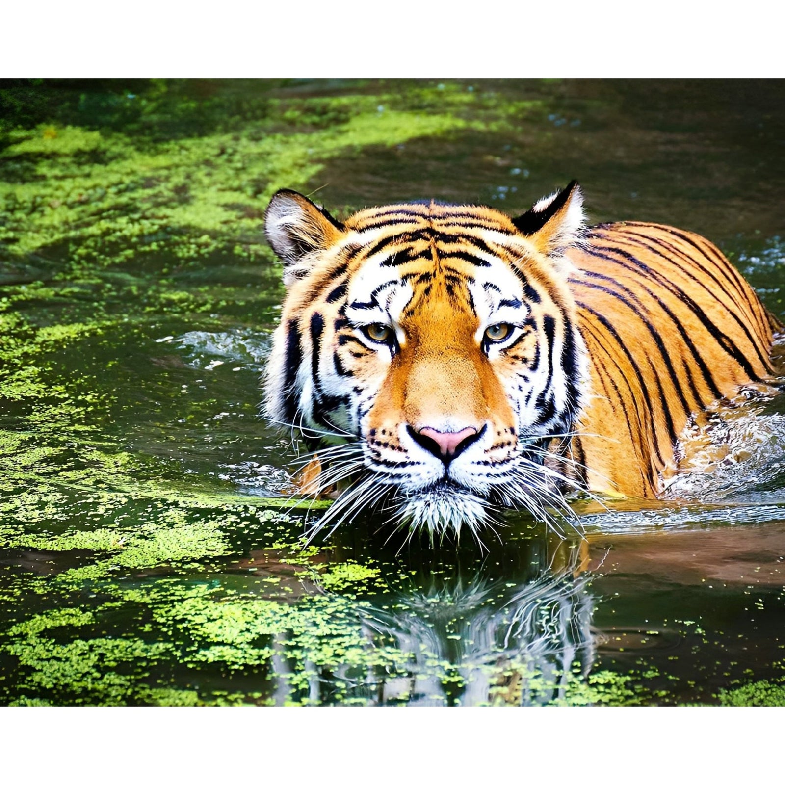 Tiger Swim | Diamond Painting Design - Full Drill Diamond Art with 5d Square or Round Diamonds - AB Drills Available