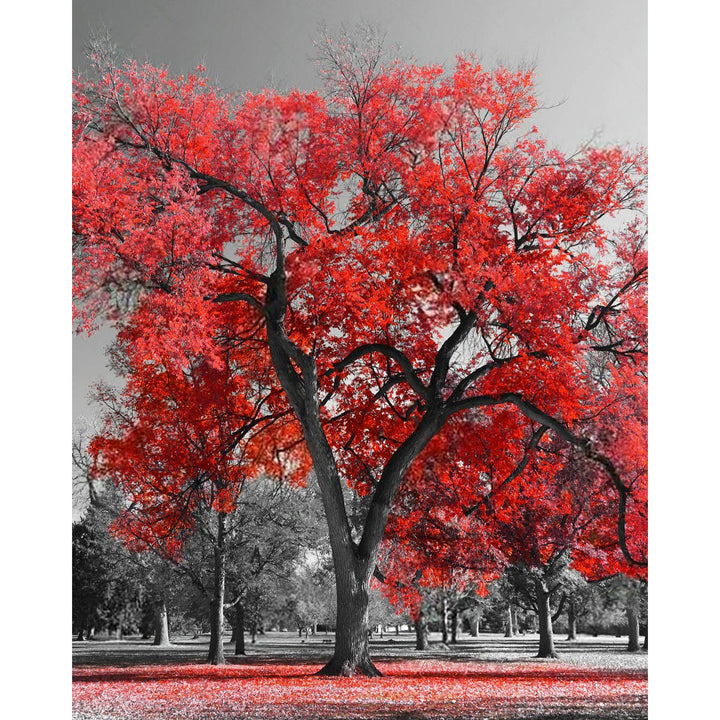 Big Red Tree | Diamond Painting