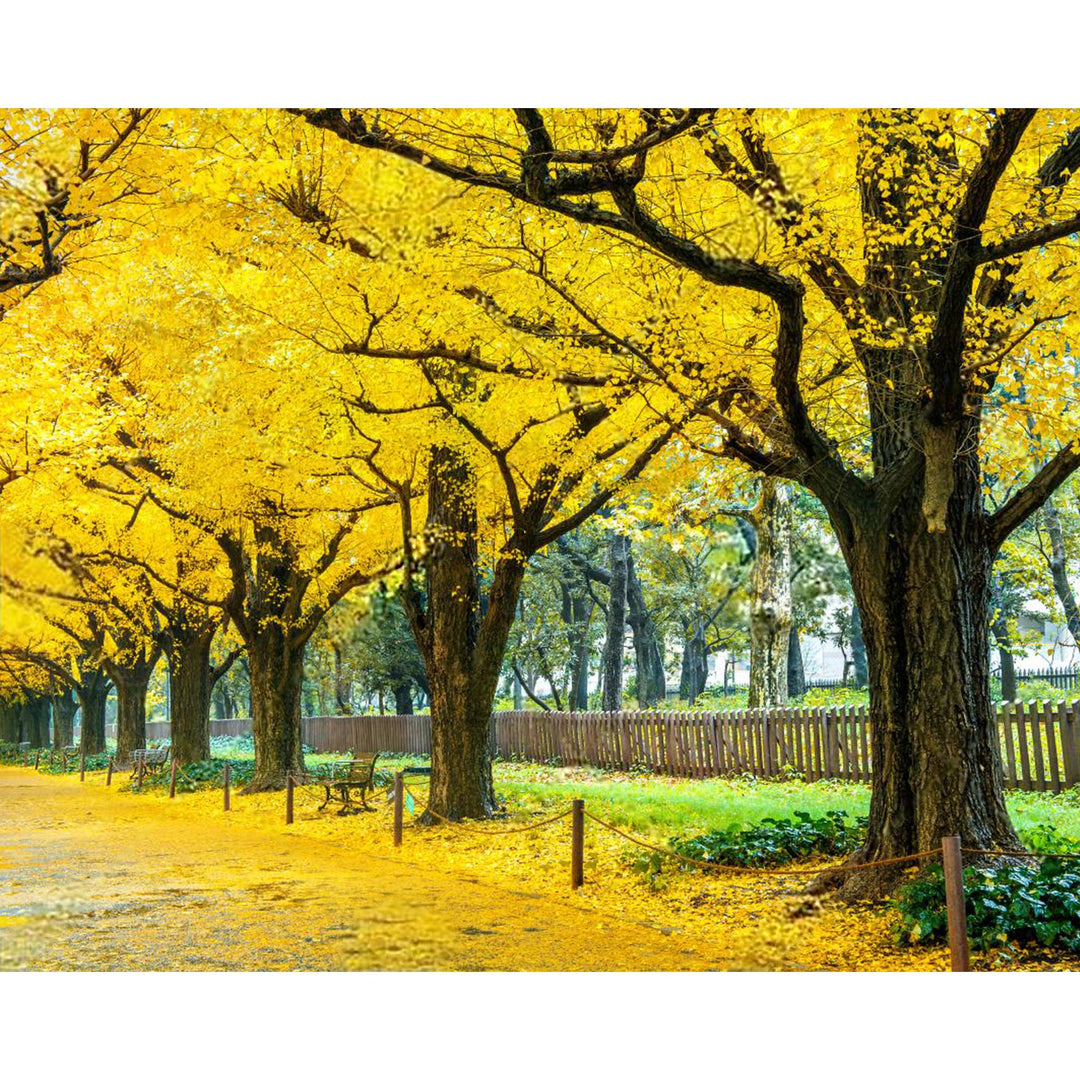 Yellow Ginkgo Trees | Diamond Painting