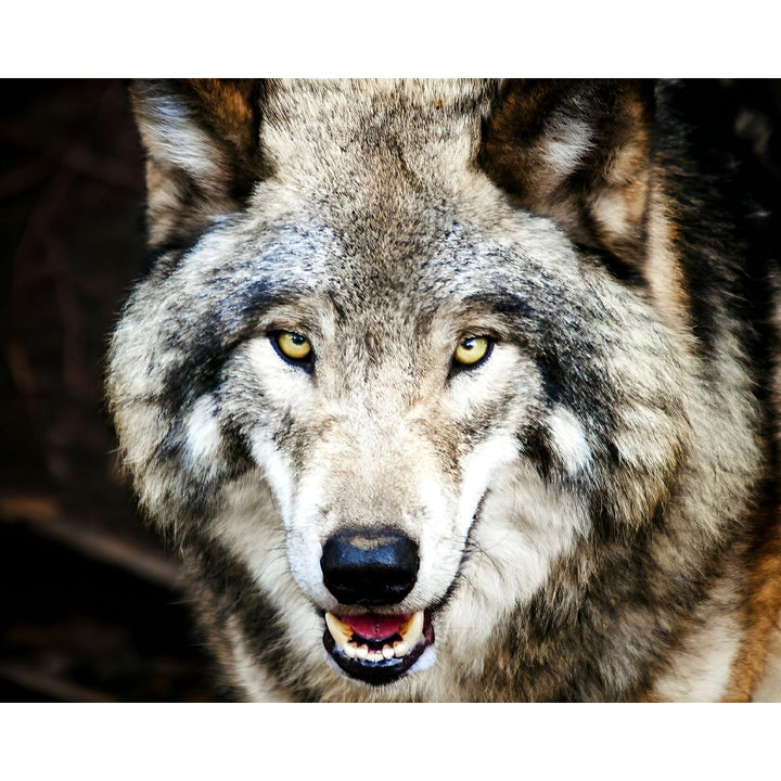 Grey Wolf | Diamond Painting