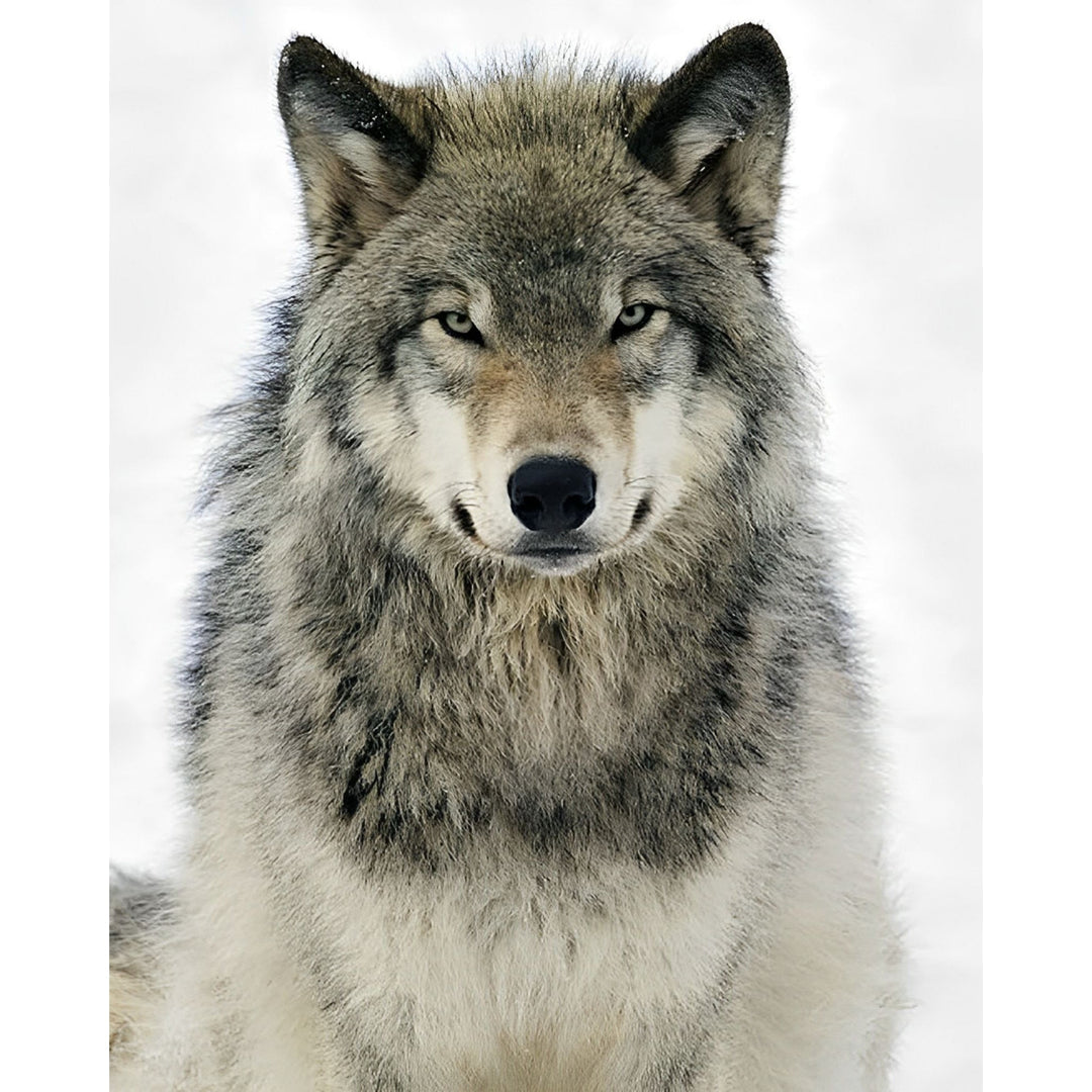 Timber Wolf Portrait | Diamond Painting
