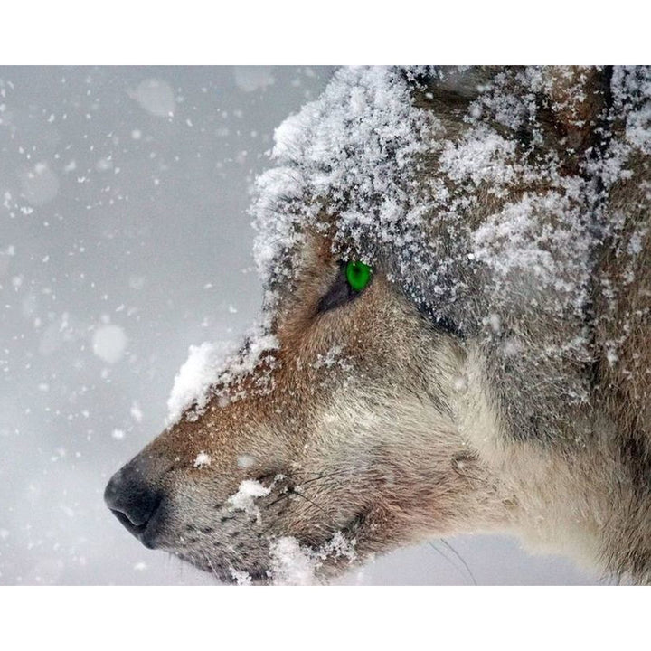 Green Eye Wolf Predator | Diamond Painting