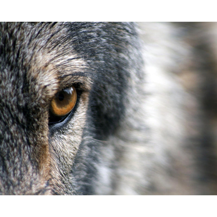 Wolf Eye | Diamond Painting