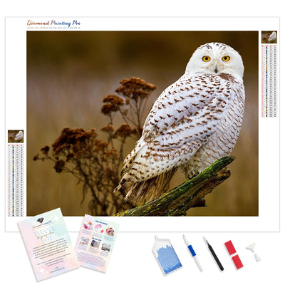 Snow Owl Stare | Diamond Painting Kit - Full Drill - Square or Round Diamonds with AB Drills Option