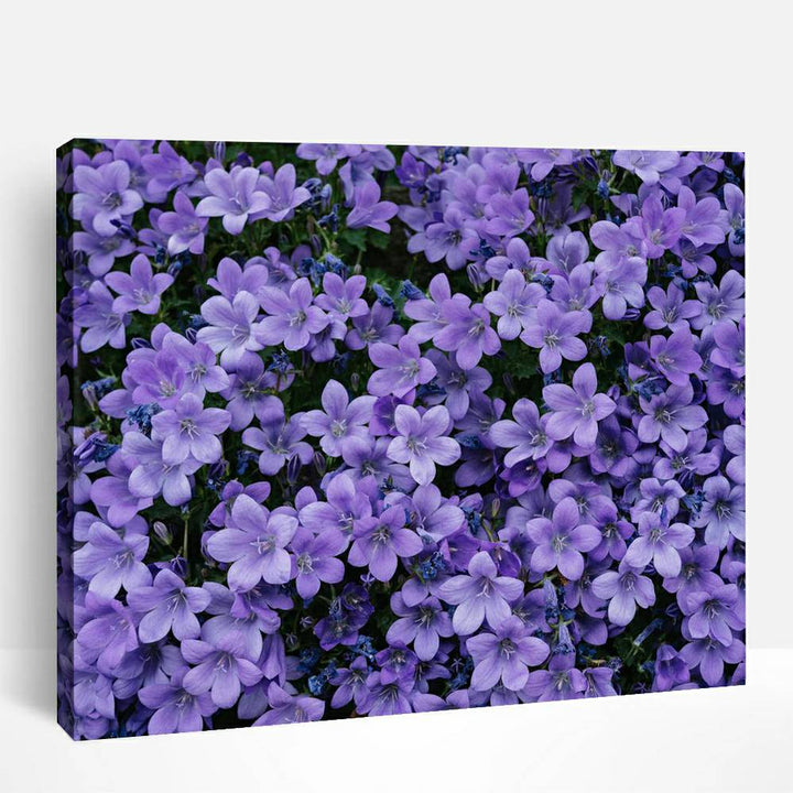 A field of purple flowers | Paint By Numbers