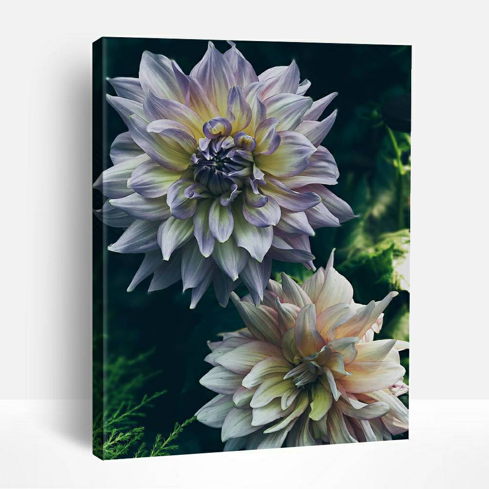 Dahlia Flowers | Paint By Numbers