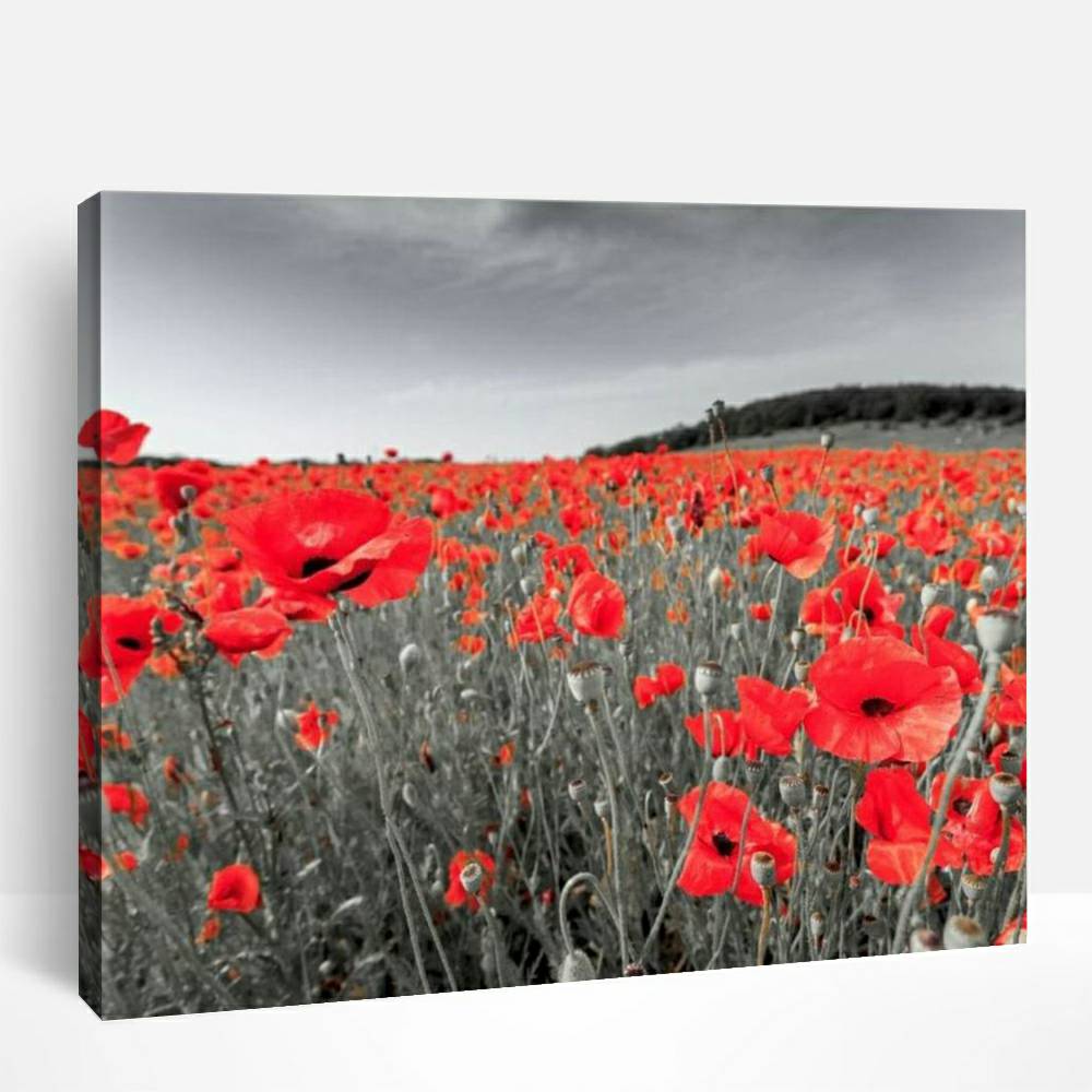 Flanders Fields | Paint By Numbers