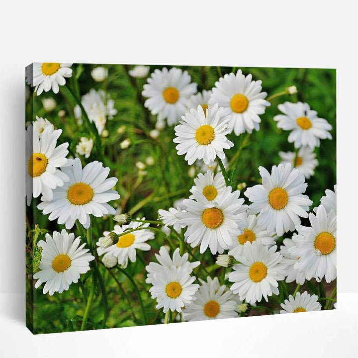 Little Daisies | Paint By Numbers