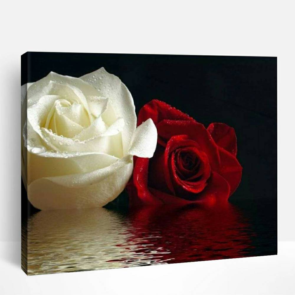 Red & White Roses Reflection | Paint By Numbers