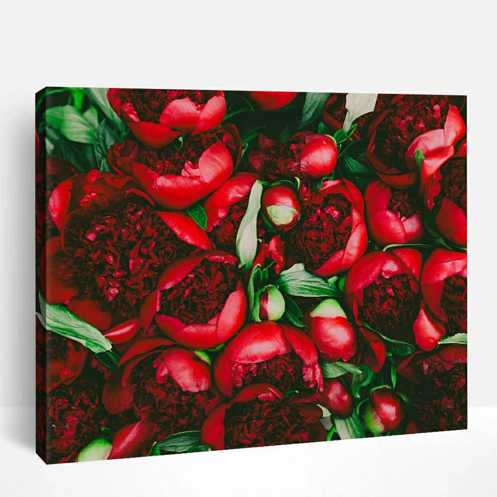 Red peony flowers | Paint By Numbers