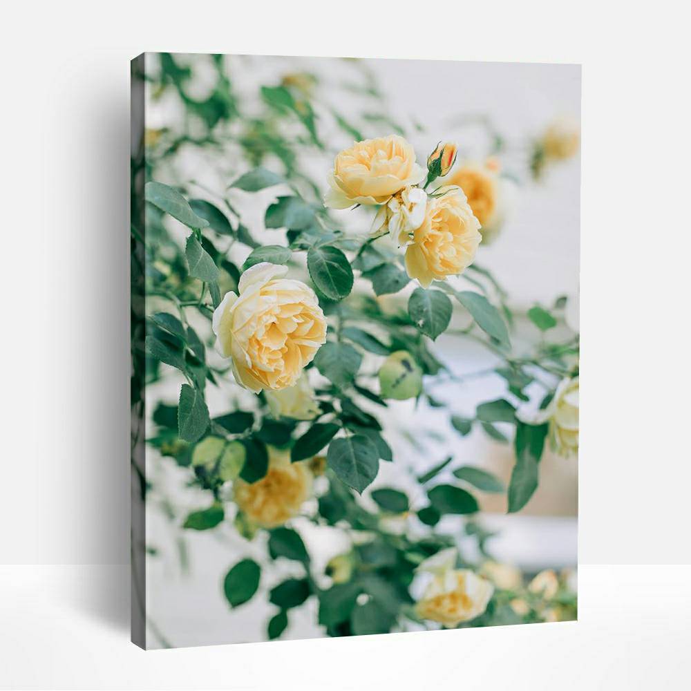 Yellow Roses in Bloom | Paint By Numbers