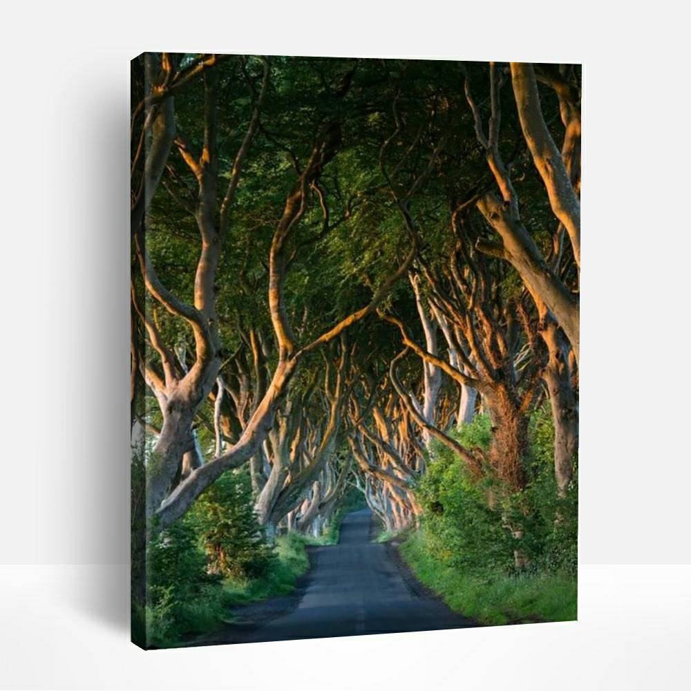 The Dark Hedges | Paint By Numbers