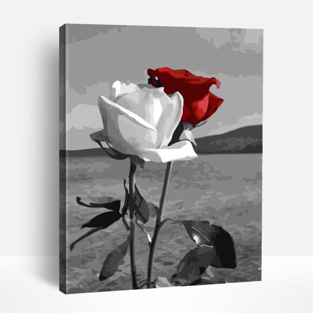 Red and White Rose | Paint By Numbers