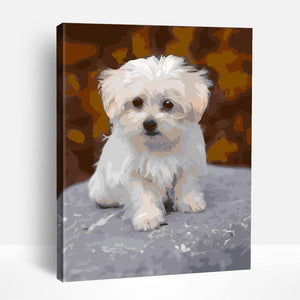 White Maltese Puppy | Paint By Numbers