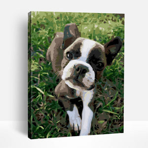 Boston Terrier | Paint By Numbers