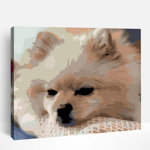 White Pomeranian | Paint By Numbers