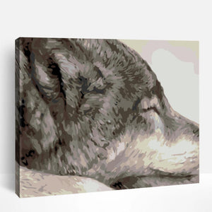 Wolf in Rest | Paint By Numbers