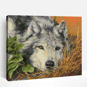 Wolf Resting | Paint By Numbers