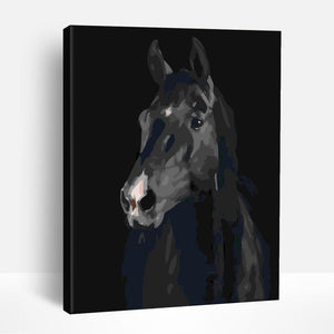 Black Stallion | Paint By Numbers