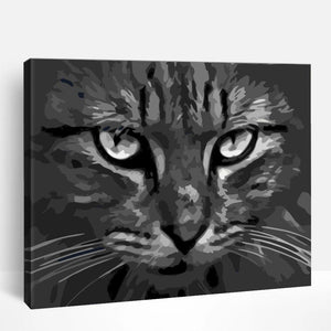 Cat Stare | Paint By Numbers